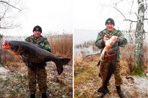 Почти тридцатикилограммового толстолобика удалось поймать в озере Бережье возле Браслава. Фото www.braslav-star.by