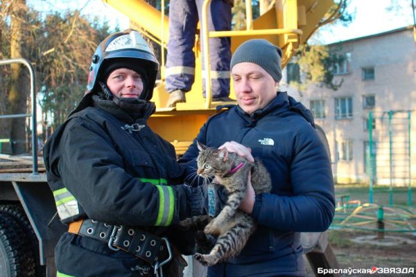 Кота, 5 суток просидевшего на высокой сосне, спасли в Браславе. Фото Веры Булановой / www.braslav-star.by