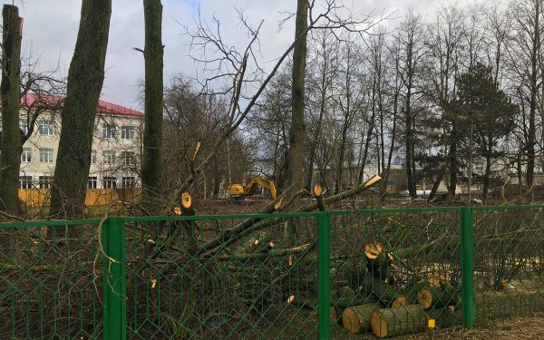 Срубили часть липовой аллеи у школы №27 в Витебске. Фото Сергея Серебро