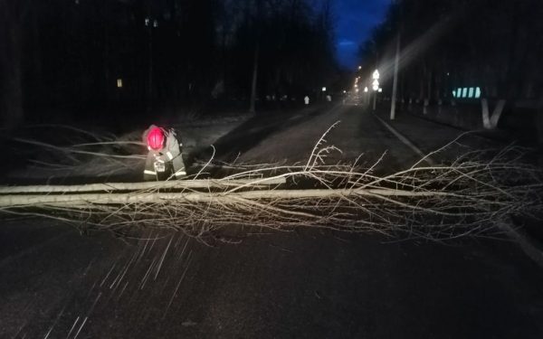 Упавшее из-за ветра дерево. Фото МЧС