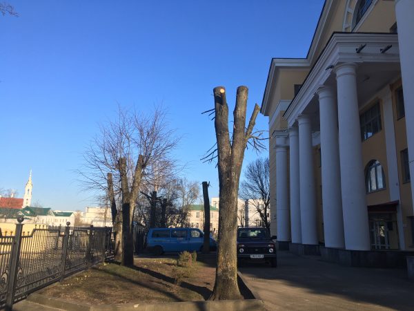 Возле театра в Витебске изуродовали несколько лип. Фото Сергея Серебро