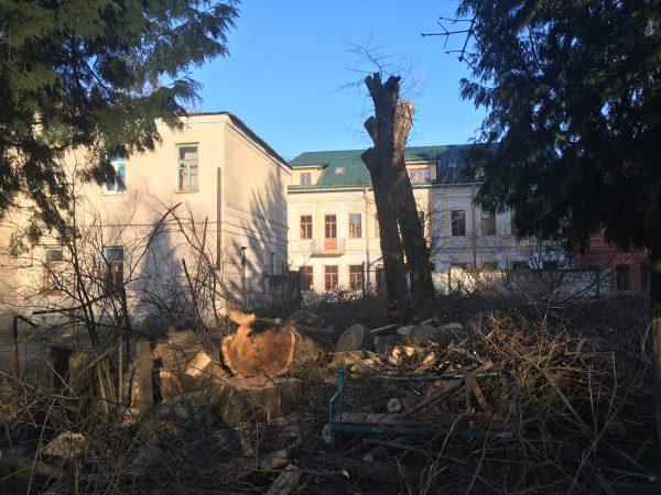 Спиленное дерево и кронированные стволы на улице Димитрова. Фото Сергея Серебро