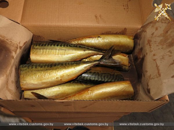 Опасную рыбу непонятного происхождения пытались ввезти из России в Витебскую область. Фото ГТК