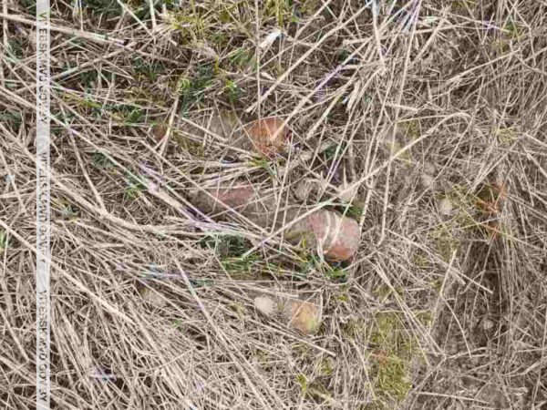 Снаряды, найденные в Оршанском районе. Фото ВВ МВД