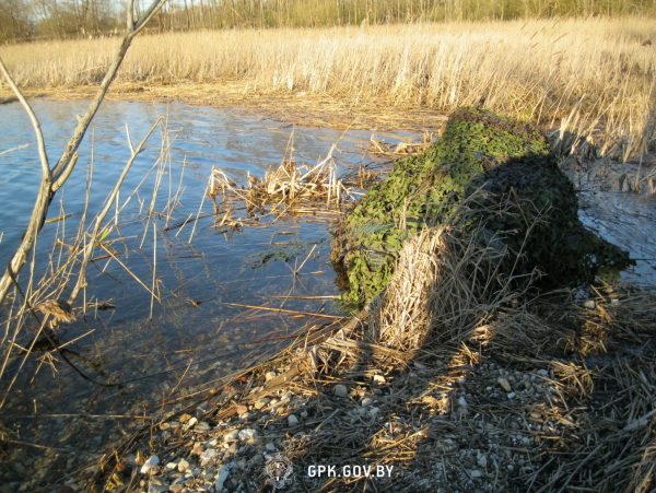 Жителя Вильнюса, нелегально проникшего в Беларусь, задержали в Браславском районе. Фото ГПК