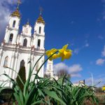 Нарциссы и тюльпаны зацветают в Витебске. Будем жить!