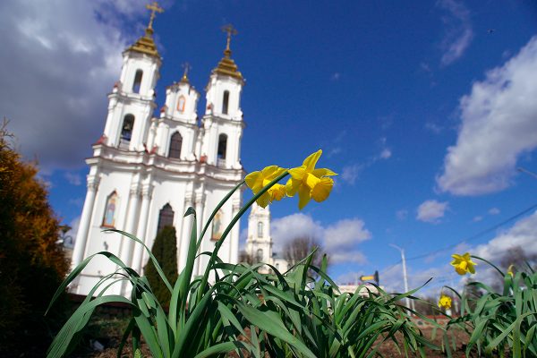 Нарциссы и тюльпаны зацветают в Витебске.  Фото Сергея Серебро