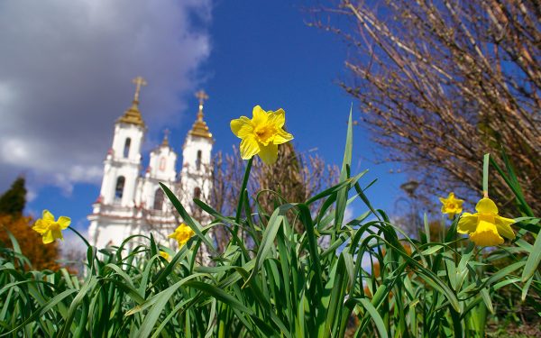 Нарциссы и тюльпаны зацветают в Витебске.  Фото Сергея Серебро