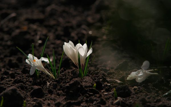 Последние цветки крокусов. Фото Сергея Серебро