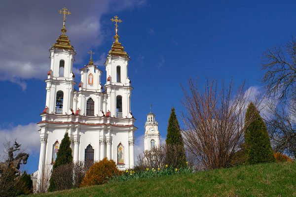 Нарциссы и тюльпаны зацветают в Витебске.  Фото Сергея Серебро