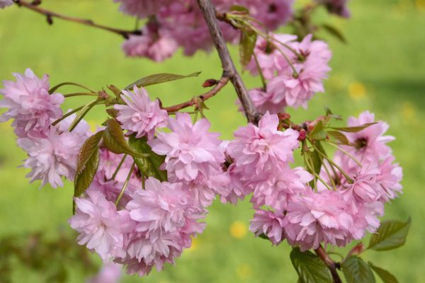 Сакура снова цветет в Витебске. Фото Сабины Радько