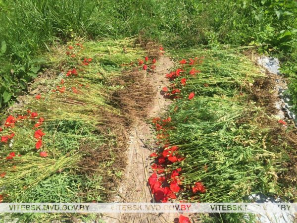 В Витебске обнаружили плантацию мака, милиция собрала 32 килограмма цветов. Фото УВД Витебского облисполкома