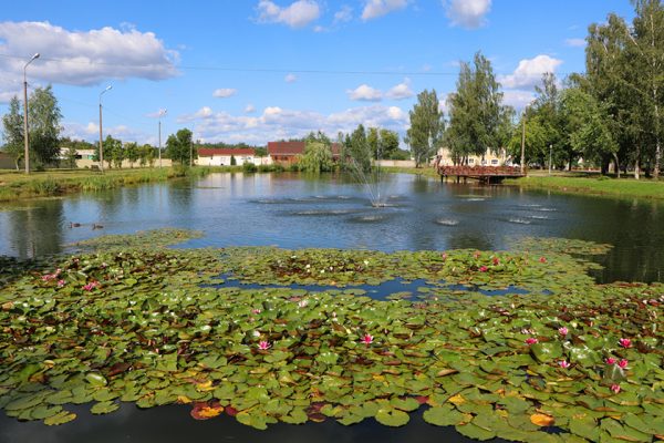 Кувшинки цветут на городском пруду в Верхнедвинске. Фото Алены Мороз / Дзвінская праўда