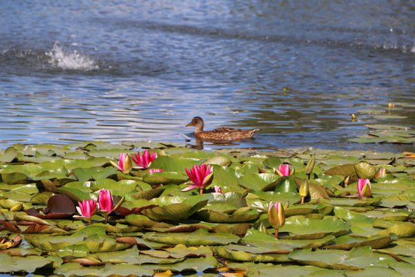Кувшинки цветут на городском пруду в Верхнедвинске. Фото Алены Мороз / Дзвінская праўда