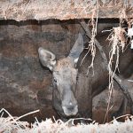 Трехмесячный лосенок упал в погреб заброшенного дома в Толочинском районе. Как его доставали?