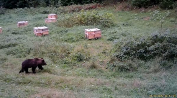 Медведь пробирается на пасеку за медом. Фото dokshitsy.by