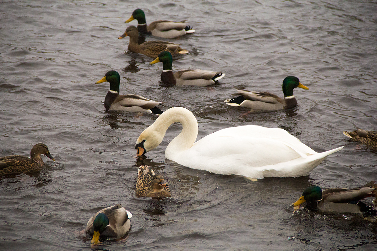 Рацион для водоплавающей птицы. Чем кормить уток и лебедей. Лебедей кормить хлебом. Лебеди едят зимой.