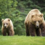 Медведи и зубры замечены на сельхозугодиях Глубокского района, местных жителей призывают к осторожности