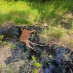 Лосенок застрял в разлитом в лесу битуме в Докшицком районе. Его передали обществу охотников и рыболовов