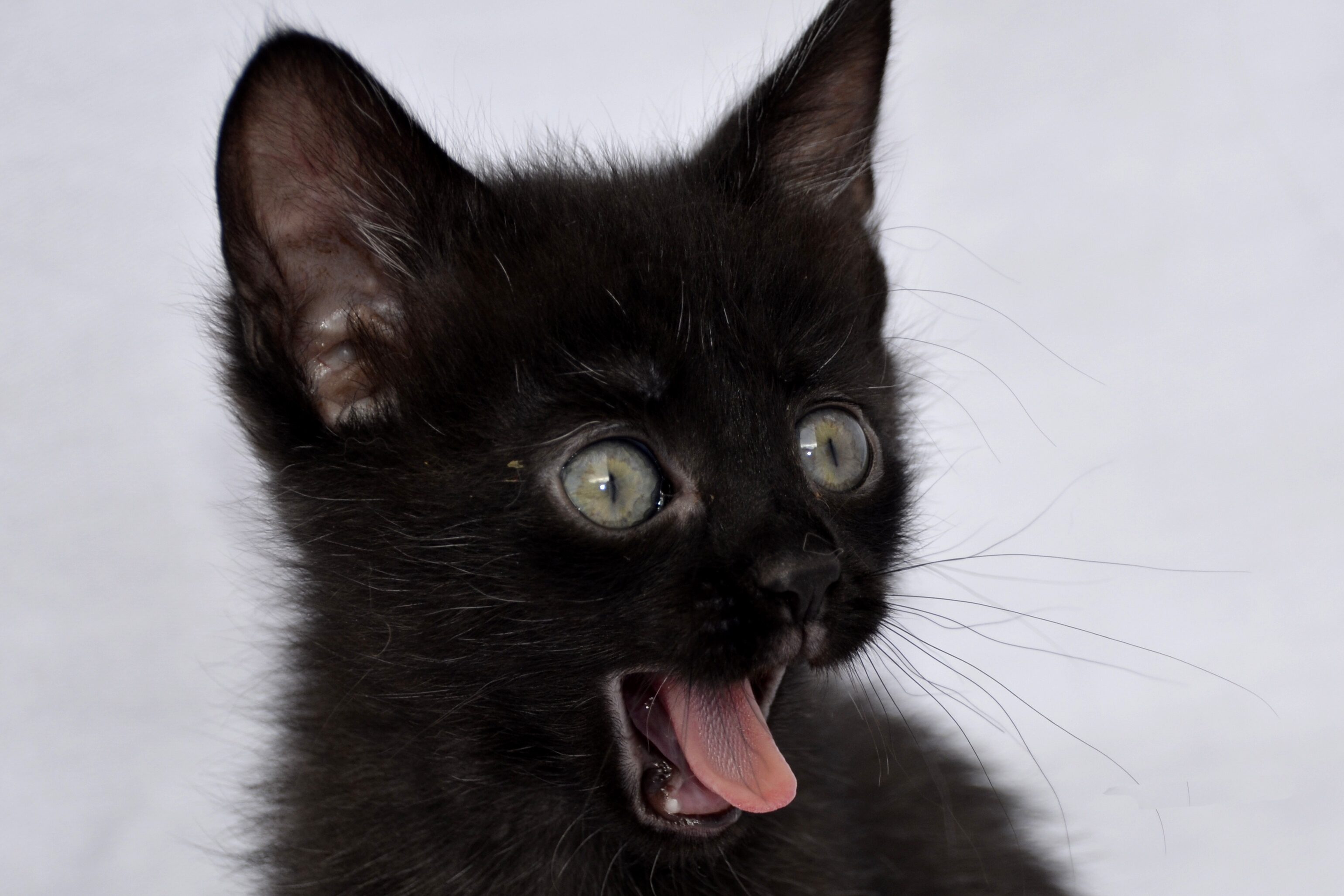 Удивленный кот, котенок. Фото pixabay.com