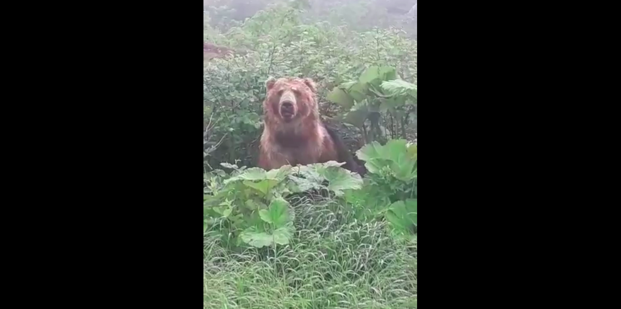 В центре уральской столицы появился гигантский медведь