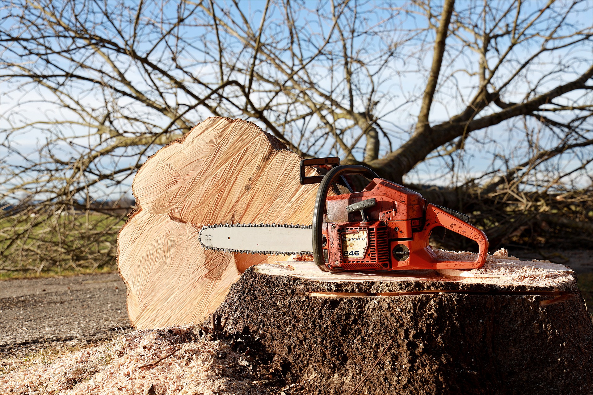 Более 700 деревьев незаконно вырубили в Шарковщинском районе, возбуждены уголовные дела