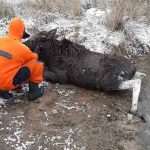 Лосенок провалился под лед под Витебском. Как его спасали