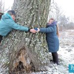 Гигантскую осину нашли в Докшицком районе