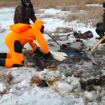 На озере в Ушачском районе под лед провалилась лошадь. Как ее удалось спасти?