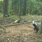 Барсуки и медведи проснулись в Лепельском районе