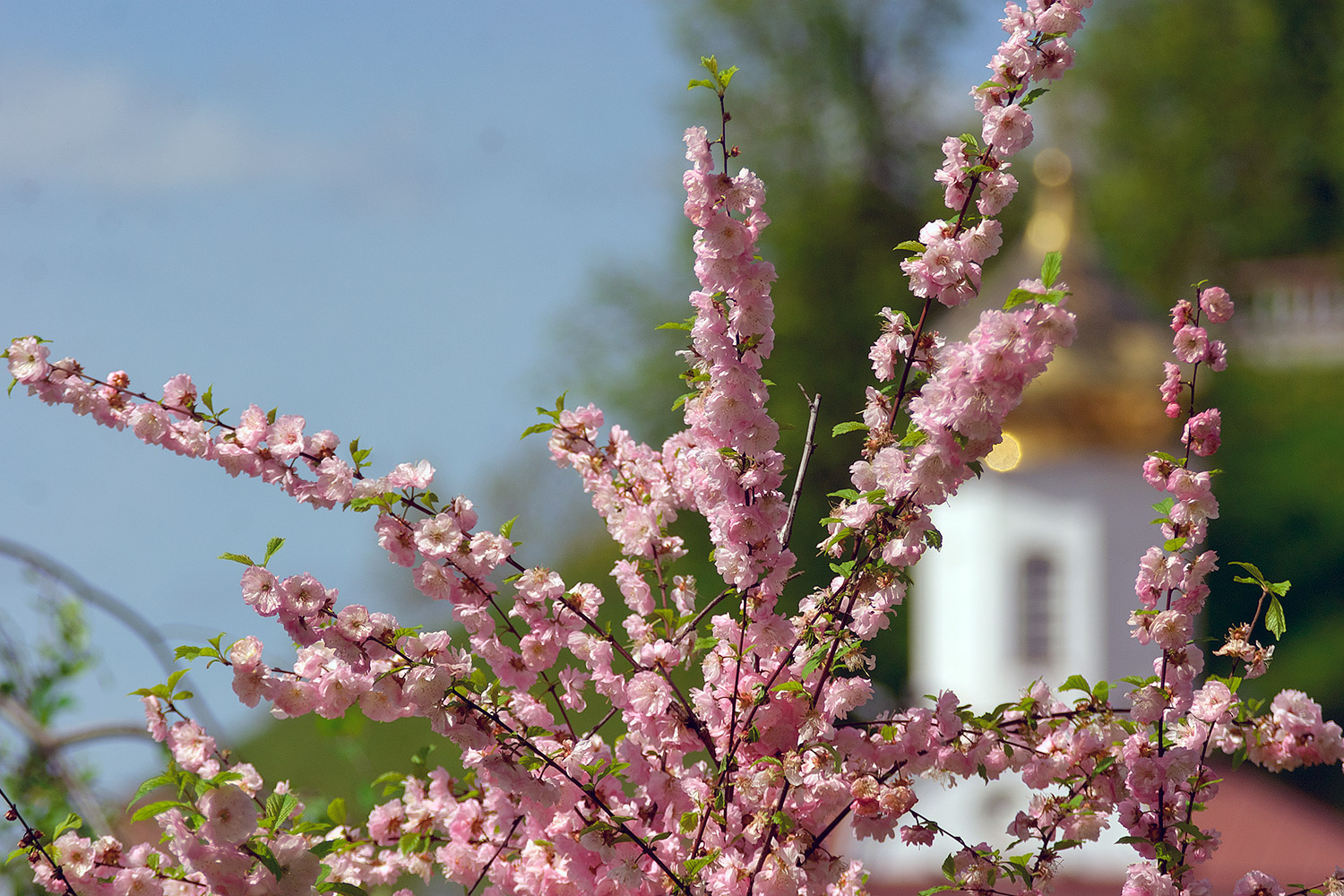 Холодный май радует витеблян бурным цветением. Фото Сергея Серебро