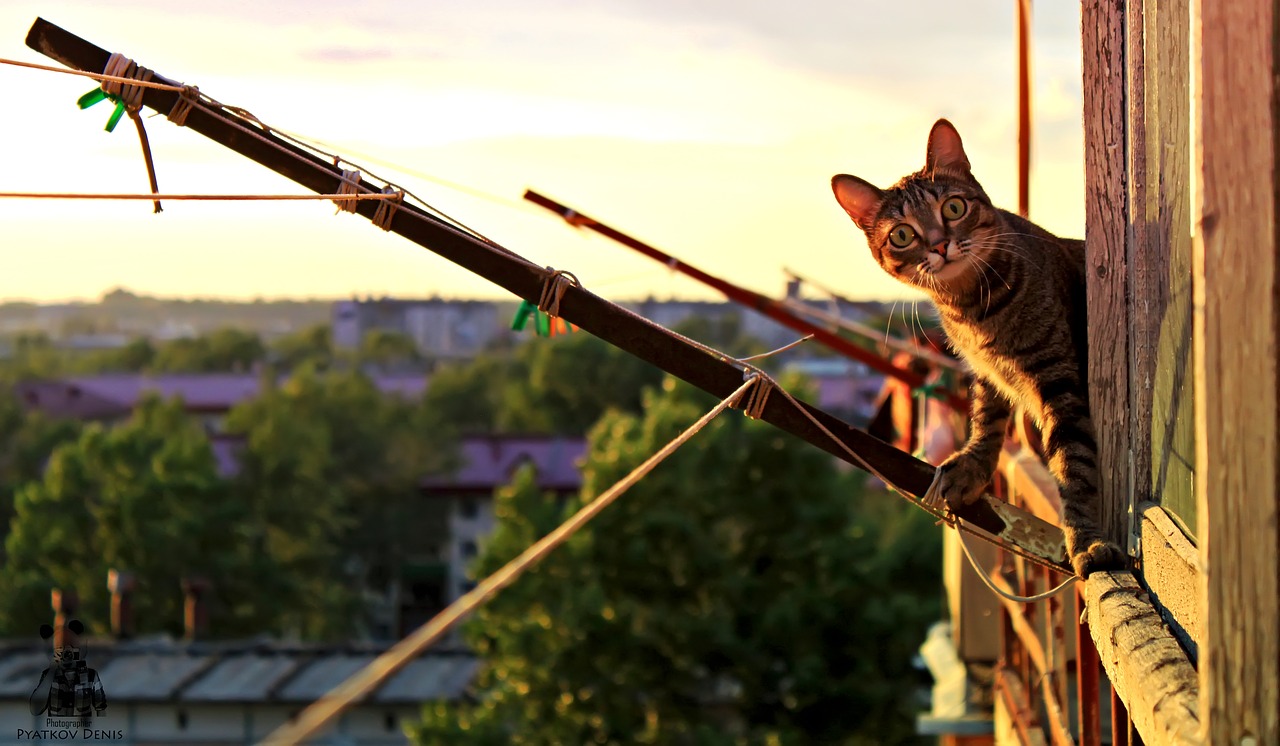 Удивленный кот на балконе. Фото pixabay.com