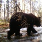 Медведи устроили фотосессию в Березинском заповеднике (Фото + Видео)