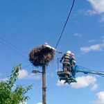 В Лепельском районе спасали аистенка, который не мог взлететь с гнезда. Видео