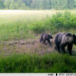 В Березинском заповеднике показывают медведицу с медвежонком. Фото + видео