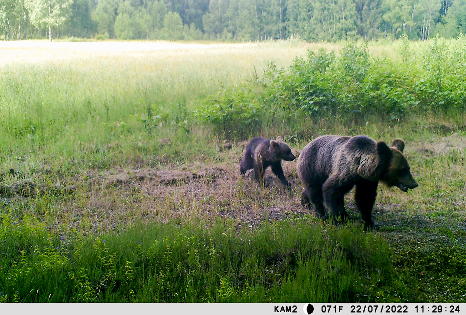 В Березинском заповеднике показывают медведицу с медвежонком. Фото Березинского биосферного заповедника
