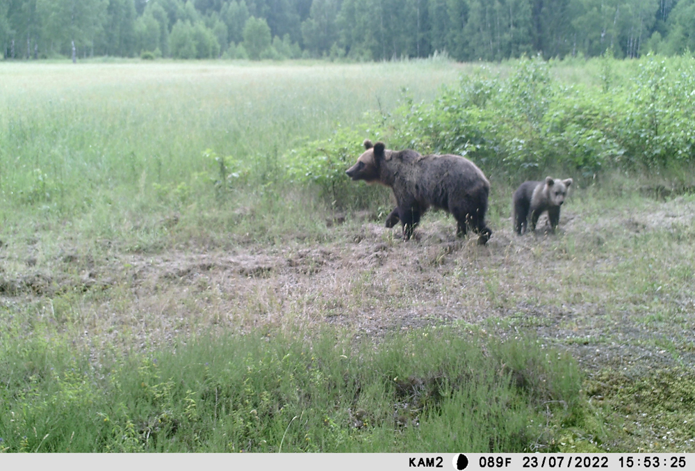 В Березинском заповеднике показывают медведицу с медвежонком. Фото Березинского биосферного заповедника