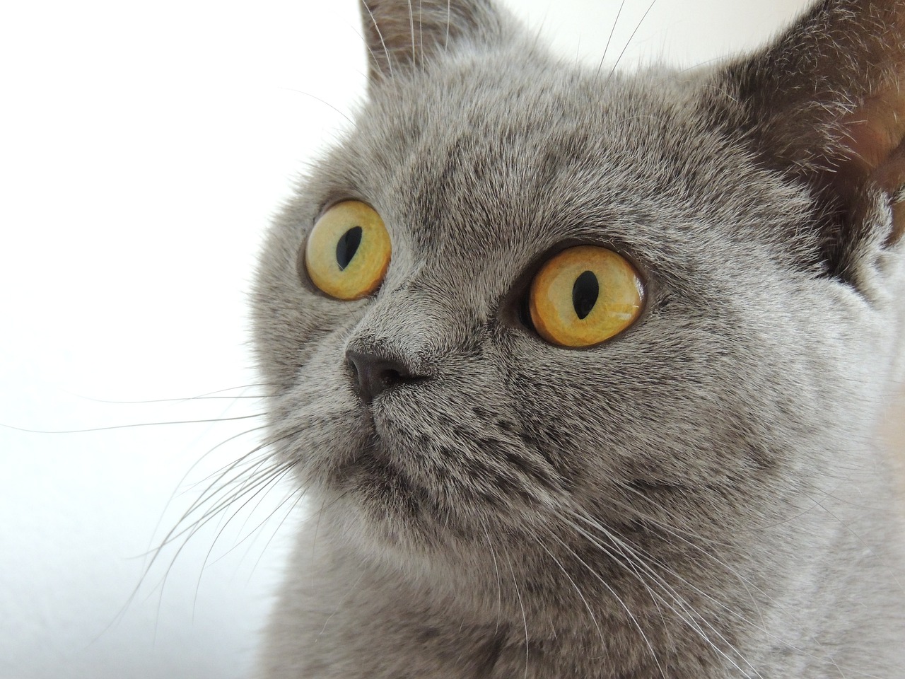 Британская кошка. Фото pixabay.com