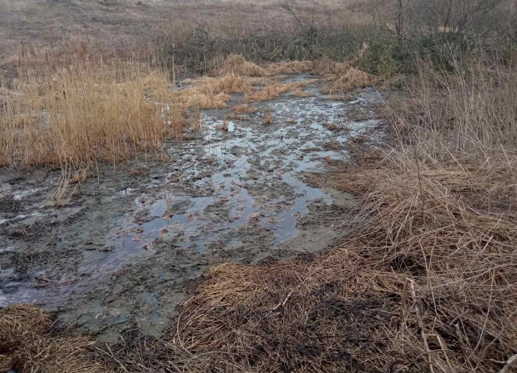 Из-за загрязнения окружающей среды в Оршанском районе остановили работу мясокомбината. Фото КГК