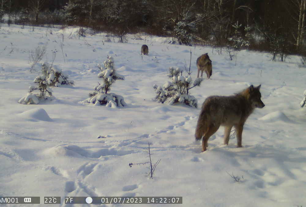 Волки в Березинском биосферном заповеднике. фото www.berezinsky.by