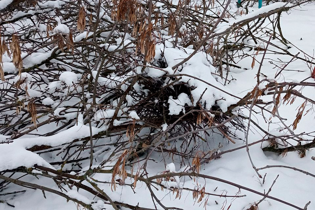 Вижу ветки вижу ветки 4. Птица которую не видно на дереве.