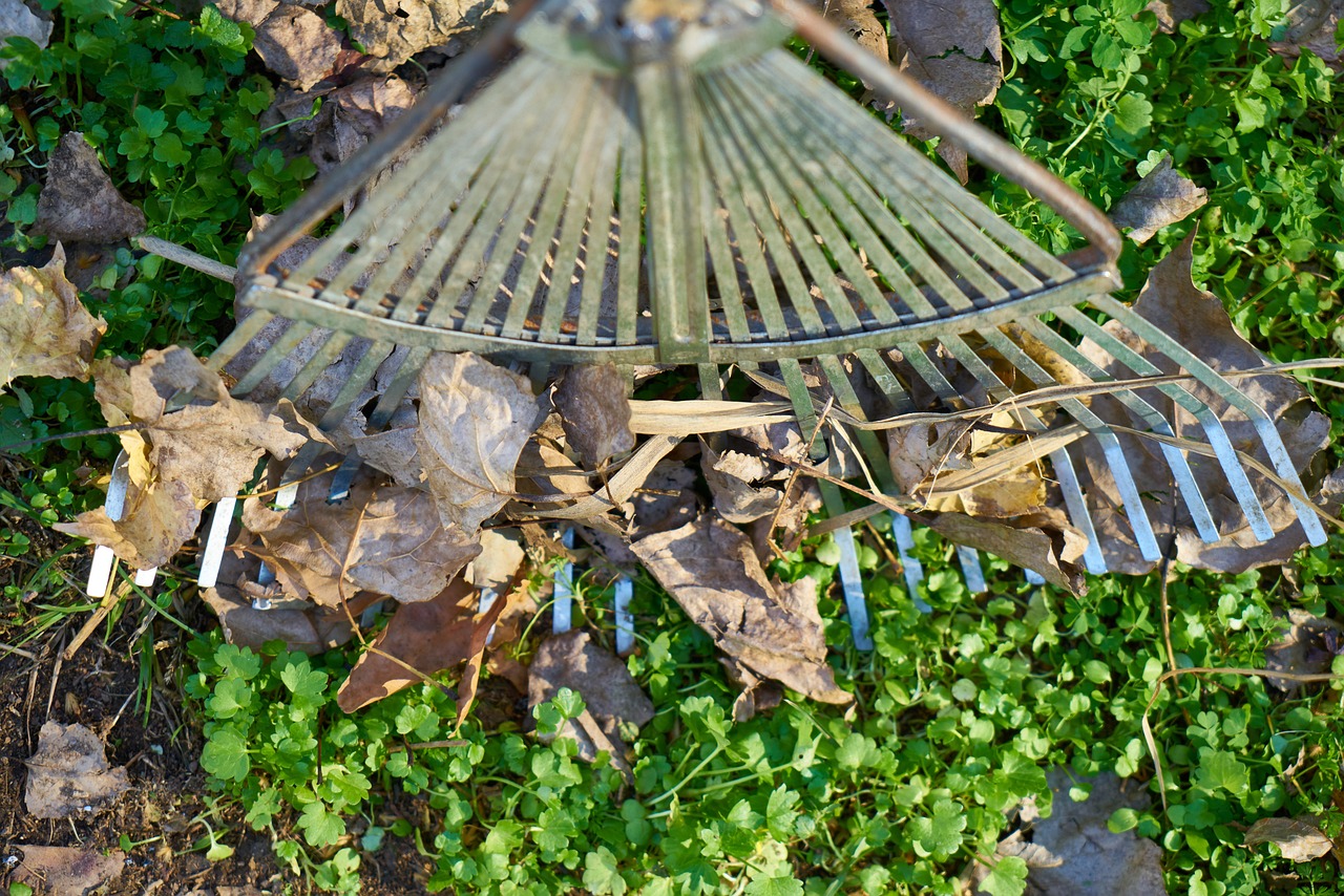 Грабли, листья, уборка, субботник. Фото pixabay.com