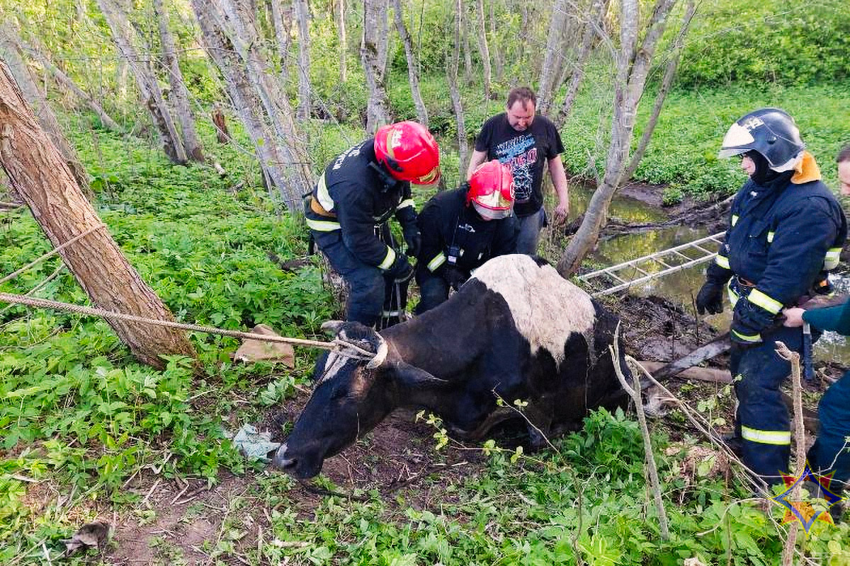В Лиозненском районе едва не утонула корова, из ручья ее тащили пожарные. Фото МЧС