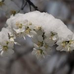 Холодные ночи опять ожидают Витебщину, возможно до -5 °С