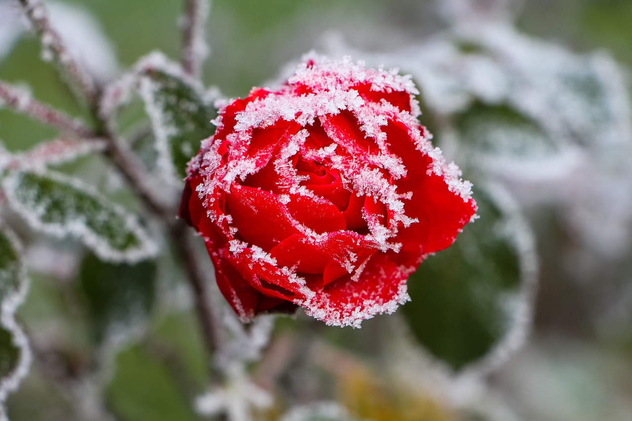 До -3 °C — заморозки ударят этой ночью на большей части Витебщины