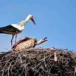 В Лиозненском районе белоголовый сип поселился в разоренном гнезде аистов на водонапорной башне, но повода его отлавливать нет