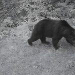 Узнали, какие животные попадаю  объективы фотоловушек Березинского заповедника летом. Фото + видео