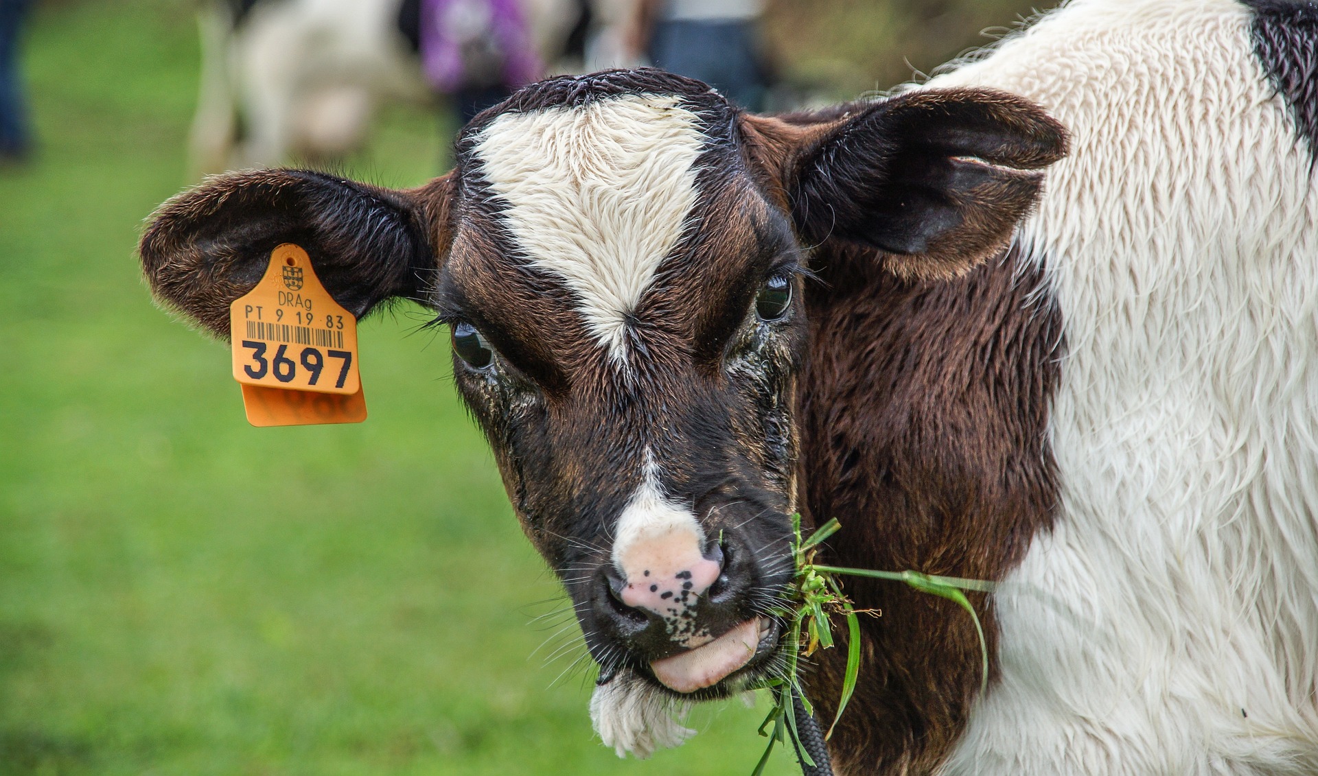 Удивленный теленок есть траву, бычок, КРС. Фото pixabay.com