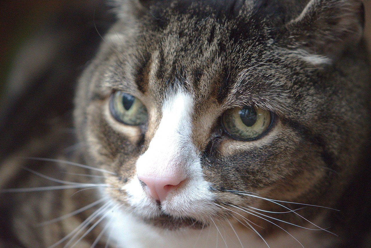 Сомневающийся кот. Фото pixabay.com