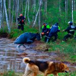 Почти полтора десятка коров увязли в трясине в Городокском районе. Видео